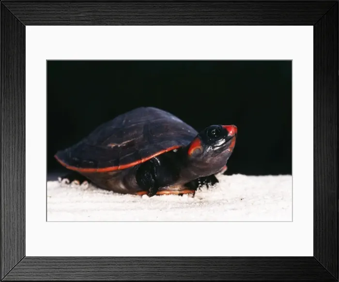 Framed Print : Red-headed Turtle Amazon Framed Print : Red-headed Turtle Amazon