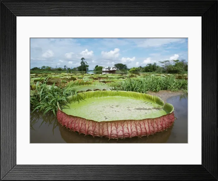 Framed Print : Giant Water Lily