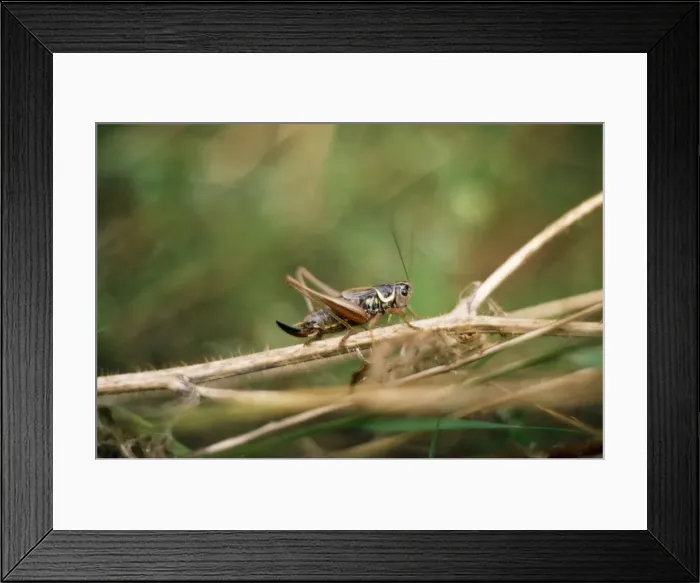 Framed Print : Roesel's bush-cricket UK Framed Print : Roesel's bush-cricket UK