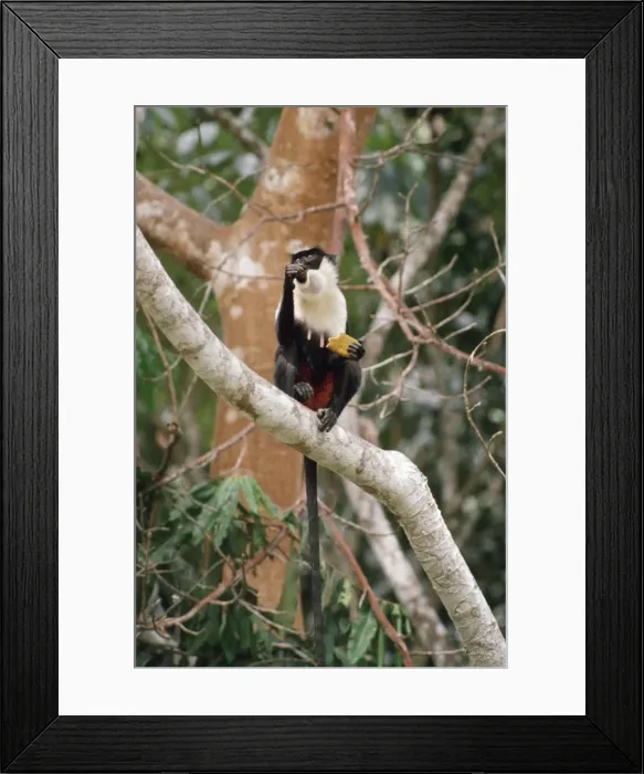 Framed Print : Diana Monkey - eating fruit Tai, Ivory Coast Framed Print : Diana Monkey - eating fruit Tai, Ivory Coast