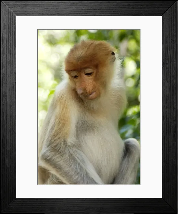 Framed Print : Young female Proboscis monkey (called Adi by sanctuary keepers), wild but relatively tame, came with its pack to feed at Labuk Bay Proboscis Monkey Sanctuary from rainforest; typical in Labuk Bay, Sabah, Borneo, Malaysia; June Ma39. 3013 Framed Print : Young female Proboscis monkey (called Adi by sanctuary keepers), wild but relatively tame, came with its pack to feed at Labuk Bay Proboscis Monkey Sanctuary from rainforest; typical in Labuk Bay, Sabah, Borneo, Malaysia; June Ma39. 3013