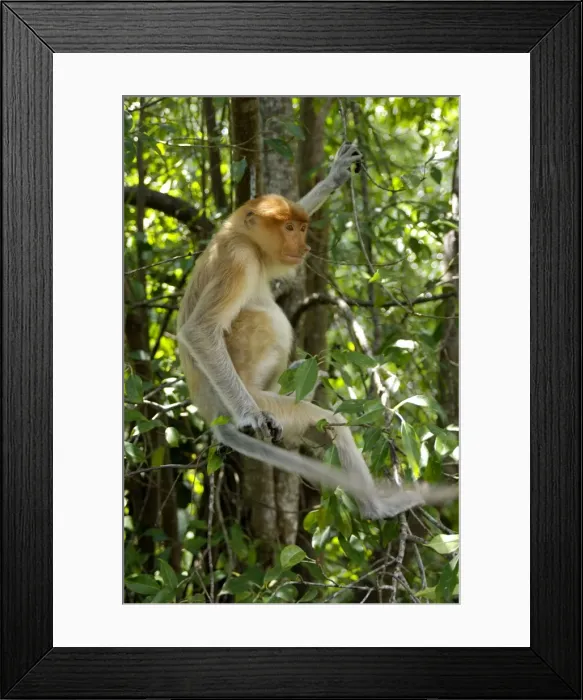 Framed Print : Young female Proboscis monkey (called Adi by sanctuary keepers), wild but relatively tame, came with its pack to feed at Labuk Bay Proboscis Monkey Sanctuary from rainforest and hangs around, waiting for fruits to be brought; typical in Labuk Bay Framed Print : Young female Proboscis monkey (called Adi by sanctuary keepers), wild but relatively tame, came with its pack to feed at Labuk Bay Proboscis Monkey Sanctuary from rainforest and hangs around, waiting for fruits to be brought; typical in Labuk Bay
