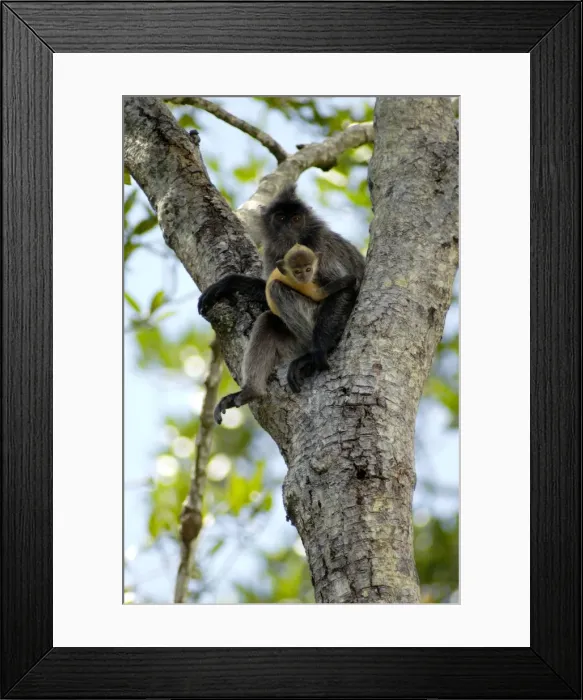 Framed Print : Silvered Langur with an infant (baby-langurs are orange-coloured) rests on a tree near Labuk Bay Proboscis Monkey Sanctuary; Labuk Bay, Sabah, Borneo, Malaysia; June Ma39. 3022 Framed Print : Silvered Langur with an infant (baby-langurs are orange-coloured) rests on a tree near Labuk Bay Proboscis Monkey Sanctuary; Labuk Bay, Sabah, Borneo, Malaysia; June Ma39. 3022