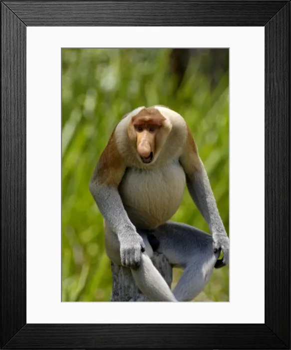Framed Print : Alpha'-male Proboscis monkey aggressive display deters other males from his harem; after feeding at Labuk Bay Proboscis Monkey Sanctuary, where it came from surrounding rainforest with its pack; typical in Labuk Bay, Sabah, Borneo Framed Print : Alpha'-male Proboscis monkey aggressive display deters other males from his harem; after feeding at Labuk Bay Proboscis Monkey Sanctuary, where it came from surrounding rainforest with its pack; typical in Labuk Bay, Sabah, Borneo
