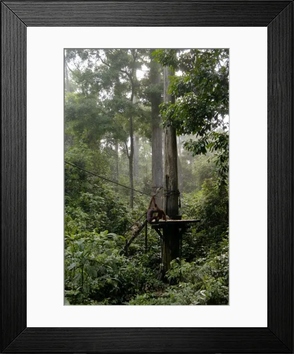 Framed Print : Orang-Utans and Long-tailed (Crab-eating) macaques (Macaca fascicularis)came to feed together on feeding platform at Orang-Utan Sanctuary at Sepilok, Sabah, Borneo, Malaysia; June Ma39. 3052 Framed Print : Orang-Utans and Long-tailed (Crab-eating) macaques (Macaca fascicularis)came to feed together on feeding platform at Orang-Utan Sanctuary at Sepilok, Sabah, Borneo, Malaysia; June Ma39. 3052