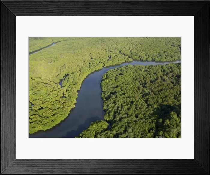 Framed Print : Lowland rainforest in a river-valley near Sandakan; helicopter view; Sabah, Borneo, Malaysia; morning in June. Ma39. 3099