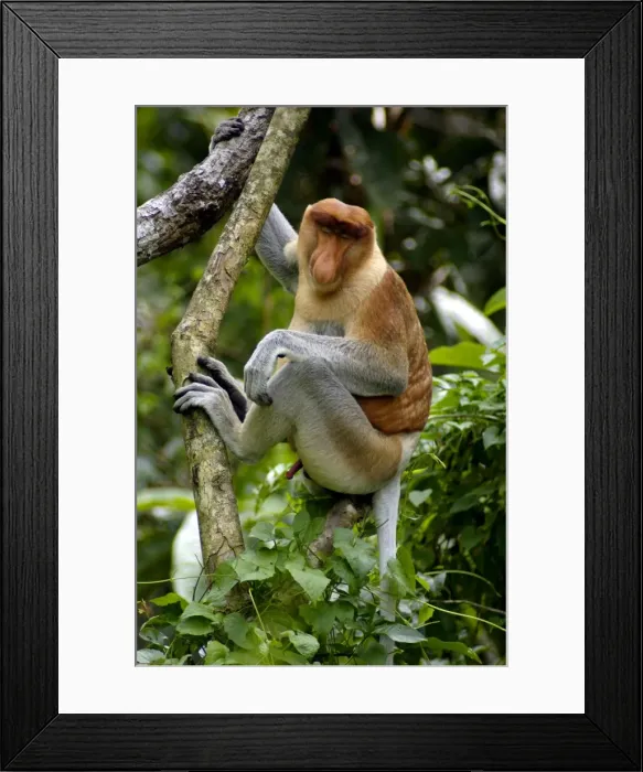 Framed Print : Adult male of Proboscis monkey doses in early morning, hanging to a tree near Kinabatangan river; typical; Sabah, Borneo, Malaysia; June. Ma39. 3130 Framed Print : Adult male of Proboscis monkey doses in early morning, hanging to a tree near Kinabatangan river; typical; Sabah, Borneo, Malaysia; June. Ma39. 3130