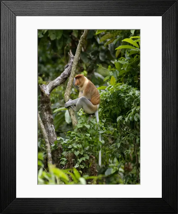 Framed Print : Adult male of Proboscis monkey wakes up reluctantly, waiting for the sun shine in early morning, near Kinabatangan river; typical; Sabah, Borneo, Malaysia; June. Ma39. 3134 Framed Print : Adult male of Proboscis monkey wakes up reluctantly, waiting for the sun shine in early morning, near Kinabatangan river; typical; Sabah, Borneo, Malaysia; June. Ma39. 3134