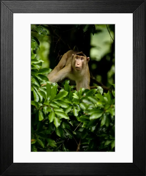 Framed Print : An adult Pig-tailed Macaque observes the area from a tree, before the pack would descend on the ground, typical in undegrowth of a primary rainforest of river Danum Valley Conservation Area, Sabah, Borneo, Malaysia; June. Ma39. 3291 Framed Print : An adult Pig-tailed Macaque observes the area from a tree, before the pack would descend on the ground, typical in undegrowth of a primary rainforest of river Danum Valley Conservation Area, Sabah, Borneo, Malaysia; June. Ma39. 3291