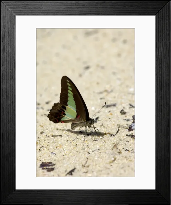 Framed Print : Common Bluebottle butterfly feeds on a damp sand sea-beach of Tioman Island, typical; Malaysia; June. Ma39. 3500 Framed Print : Common Bluebottle butterfly feeds on a damp sand sea-beach of Tioman Island, typical; Malaysia; June. Ma39. 3500