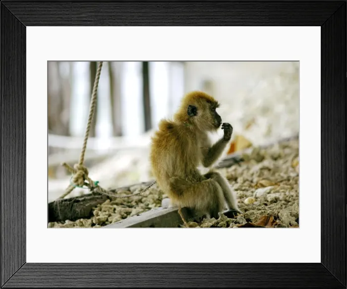 Framed Print : One of Long-tailed (Crab-eating) Macaques, chained in a Mukut village along the path (presumably as an attraction for visitors or alarm raising in place of dogs); typical in local villages of Tioman Island Framed Print : One of Long-tailed (Crab-eating) Macaques, chained in a Mukut village along the path (presumably as an attraction for visitors or alarm raising in place of dogs); typical in local villages of Tioman Island