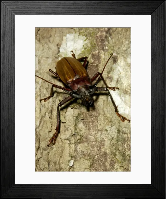 Framed Print : A large Longhorn Beetle (unidentified) on a tree-trunk in a rainforest of volcanic Tioman Island, 30 km east off peninsula Malaysia in South China Sea; June. Ma39. 3874 Framed Print : A large Longhorn Beetle (unidentified) on a tree-trunk in a rainforest of volcanic Tioman Island, 30 km east off peninsula Malaysia in South China Sea; June. Ma39. 3874