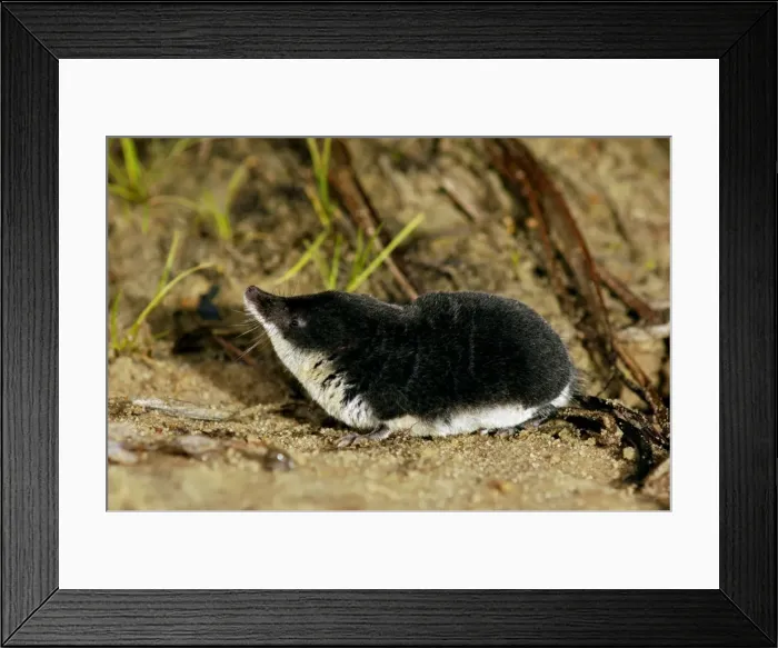 Framed Print : Water shrew, adult, searches for food; a tireless predator; a typical species (among other shrews) in the valley of river Pra, a tributary of river Oka; near Ryasan town, european Russia Framed Print : Water shrew, adult, searches for food; a tireless predator; a typical species (among other shrews) in the valley of river Pra, a tributary of river Oka; near Ryasan town, european Russia