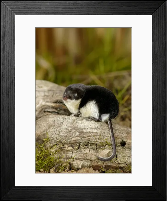 Framed Print : Water shrew, adult, rests after a meal (as it consumes a few of its own weights worth of food a day, its rests often but briefly); a typical species (among other shrews) in the valley of river Pra, a tributary of river Oka; near Ryasan town Framed Print : Water shrew, adult, rests after a meal (as it consumes a few of its own weights worth of food a day, its rests often but briefly); a typical species (among other shrews) in the valley of river Pra, a tributary of river Oka; near Ryasan town