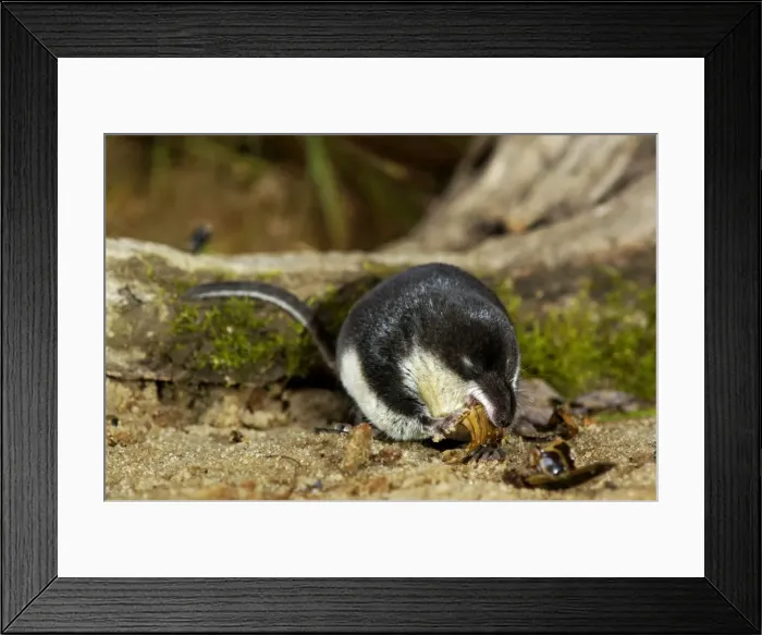 Framed Print : Water shrew, adult, devours a water beetle (a predatious diving beetle pictured (Dytiscidae spp. )), one of it's favorite preys; a fierce small predator that can eat untill becoming almost spherical; a typical species (among other shrews) Framed Print : Water shrew, adult, devours a water beetle (a predatious diving beetle pictured (Dytiscidae spp. )), one of it's favorite preys; a fierce small predator that can eat untill becoming almost spherical; a typical species (among other shrews)