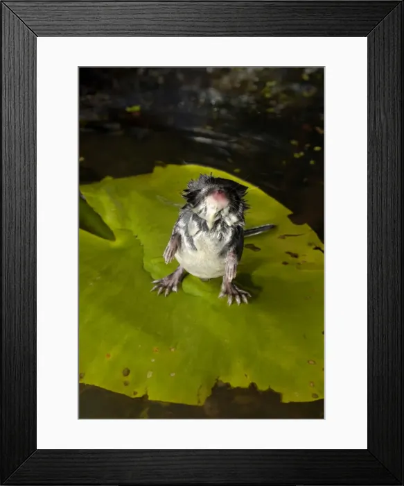 Framed Print : Water shrew, adult, inquisitively sniffs air during a short break while searching for food in overgrown old river-bed; a tireless predator; a typical species (among other shrews) on the bank of river Pra, a tributary of river Oka; near Ryasan town Framed Print : Water shrew, adult, inquisitively sniffs air during a short break while searching for food in overgrown old river-bed; a tireless predator; a typical species (among other shrews) on the bank of river Pra, a tributary of river Oka; near Ryasan town