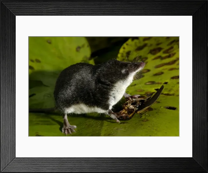Framed Print : Water shrew, adult, on alert while devouring a water beetle (a predatious diving beetle pictured(Dytiscidae spp. )), one of it's favorite preys, starting from the fat and juicy belly; a fearsome small predator; a typical species Framed Print : Water shrew, adult, on alert while devouring a water beetle (a predatious diving beetle pictured(Dytiscidae spp. )), one of it's favorite preys, starting from the fat and juicy belly; a fearsome small predator; a typical species