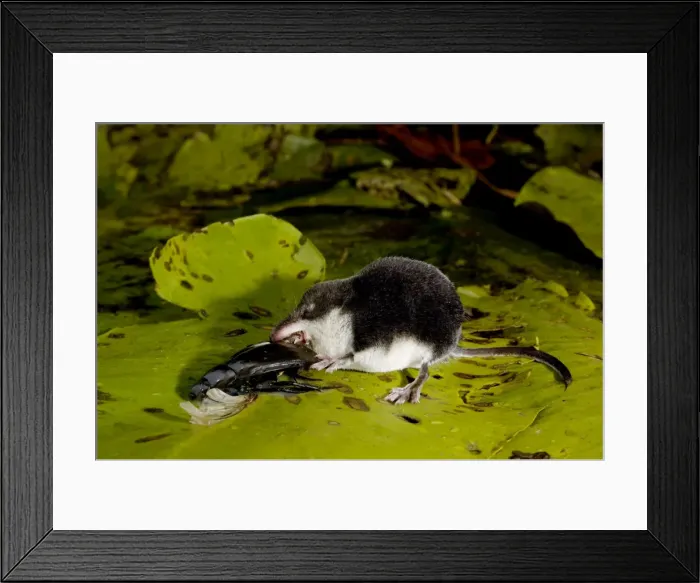 Framed Print : Water shrew, adult, devours a water beetle it has cought in an old overgrown river-bed, one of it's favorite preys (a predatious diving beetle pictured (Dytiscidae spp. )) Framed Print : Water shrew, adult, devours a water beetle it has cought in an old overgrown river-bed, one of it's favorite preys (a predatious diving beetle pictured (Dytiscidae spp. ))