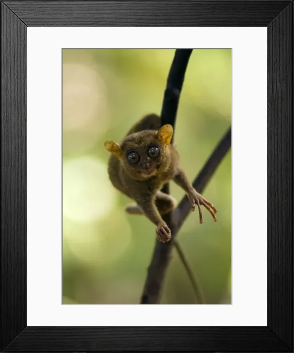 Framed Print : Philippine Tarsier swiftly moves from tree to tree watching for insects to catch and feed on in early morning; typical in a dense secondary tropical rainforest, Bohol, Philippines. February Ph41. 0140 Framed Print : Philippine Tarsier swiftly moves from tree to tree watching for insects to catch and feed on in early morning; typical in a dense secondary tropical rainforest, Bohol, Philippines. February Ph41. 0140
