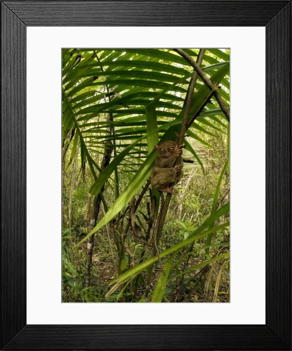 Framed Print : Philippine Tarsier hides and rests during daytime on his perching site (usually just 3-4 feet above the ground) in a typical habitat of undergrowth in a dense secondary tropical rainforest near PTFI Framed Print : Philippine Tarsier hides and rests during daytime on his perching site (usually just 3-4 feet above the ground) in a typical habitat of undergrowth in a dense secondary tropical rainforest near PTFI