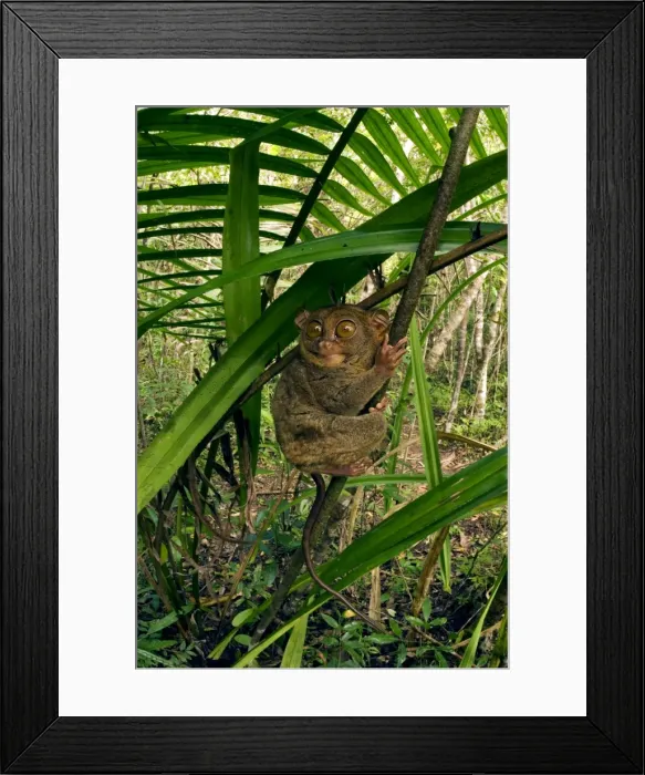 Framed Print : Philippine Tarsier hides and rests during daytime on his perching site (usually just 3-4 feet above the ground) in a typical habitat of undergrowth in a dense secondary tropical rainforest near PTFI Framed Print : Philippine Tarsier hides and rests during daytime on his perching site (usually just 3-4 feet above the ground) in a typical habitat of undergrowth in a dense secondary tropical rainforest near PTFI
