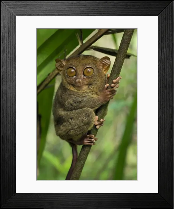 Framed Print : Philippine Tarsier hides and rests during daytime on his perching site in a typical habitat of undergrowth in a dense secondary tropical rainforest near PTFI (Philippine Tarsier Foundation Incorporated) Framed Print : Philippine Tarsier hides and rests during daytime on his perching site in a typical habitat of undergrowth in a dense secondary tropical rainforest near PTFI (Philippine Tarsier Foundation Incorporated)