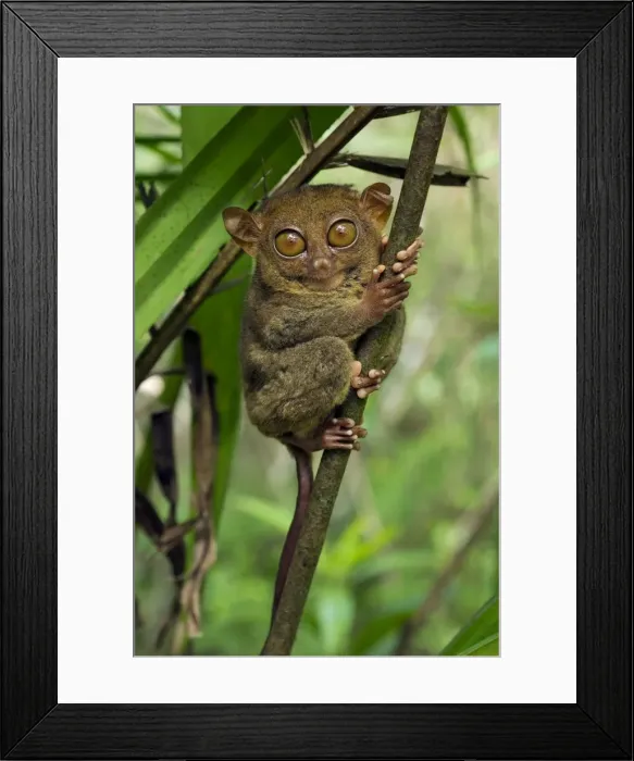Framed Print : Philippine Tarsier hides and rests during daytime on his perching site in a typical habitat of undergrowth in a dense secondary tropical rainforest near PTFI (Philippine Tarsier Foundation Incorporated) Framed Print : Philippine Tarsier hides and rests during daytime on his perching site in a typical habitat of undergrowth in a dense secondary tropical rainforest near PTFI (Philippine Tarsier Foundation Incorporated)