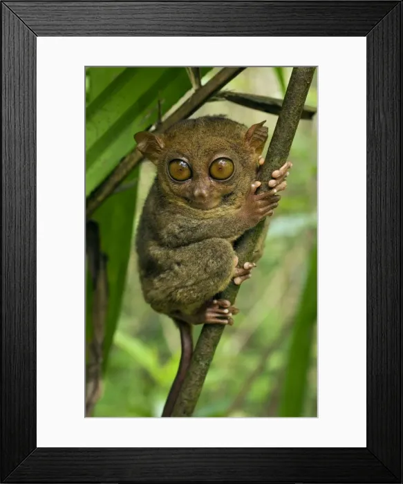 Framed Print : Philippine Tarsier hides and rests during daytime on his perching site in a typical habitat of undergrowth in a dense secondary tropical rainforest near PTFI (Philippine Tarsier Foundation Incorporated) Framed Print : Philippine Tarsier hides and rests during daytime on his perching site in a typical habitat of undergrowth in a dense secondary tropical rainforest near PTFI (Philippine Tarsier Foundation Incorporated)