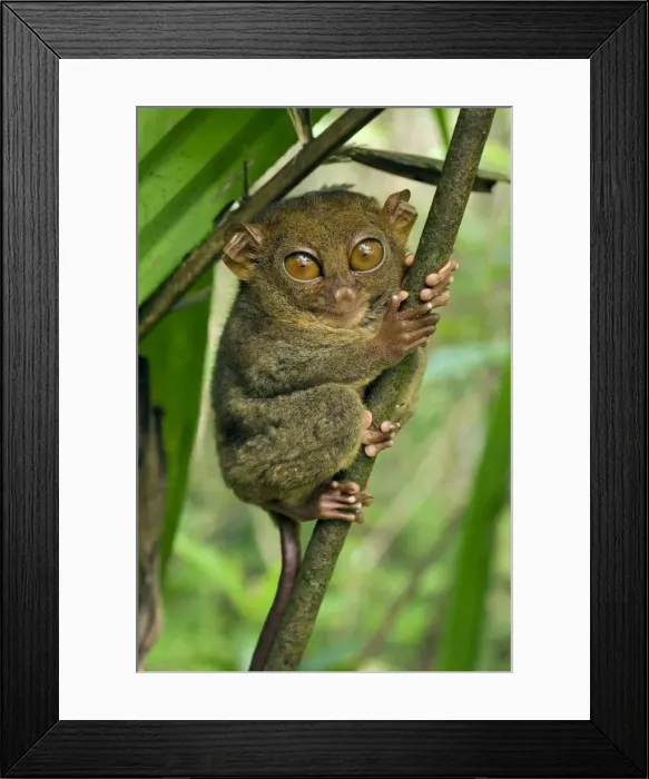 Framed Print : Philippine Tarsier hides and rests on his perching site in a typical habitat of undergrowth in a dense secondary tropical rainforest near PTFI (Philippine Tarsier Foundation Incorporated) Framed Print : Philippine Tarsier hides and rests on his perching site in a typical habitat of undergrowth in a dense secondary tropical rainforest near PTFI (Philippine Tarsier Foundation Incorporated)