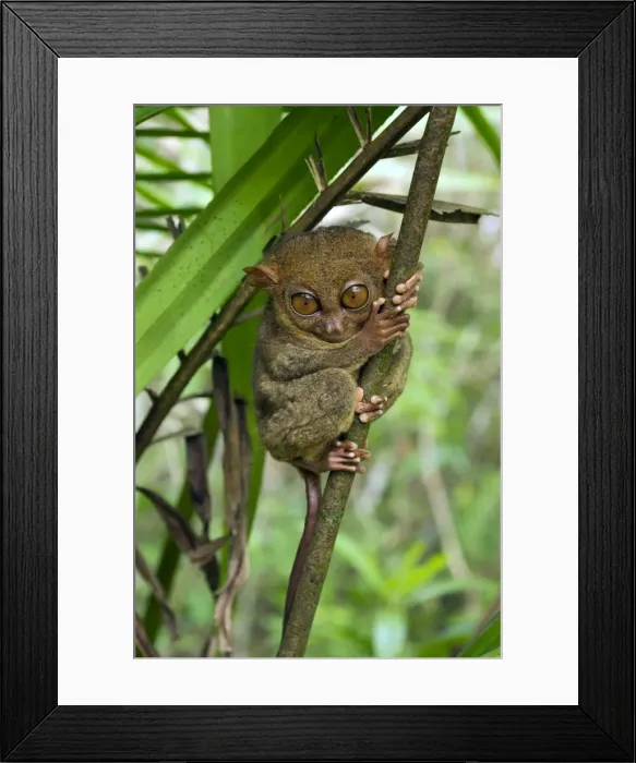 Framed Print : Philippine Tarsier hides and rests during daytime in a typical habitat of undergrowth in a dense secondary tropical rainforest near PTFI (Philippine Tarsier Foundation Incorporated) Tarsier Research and Development Centre in Corella, Bohol Framed Print : Philippine Tarsier hides and rests during daytime in a typical habitat of undergrowth in a dense secondary tropical rainforest near PTFI (Philippine Tarsier Foundation Incorporated) Tarsier Research and Development Centre in Corella, Bohol