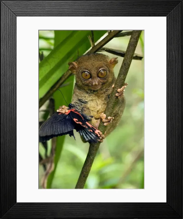 Framed Print : Philippine Tarsier with a butterfly, in undergrowth of a dense secondary tropical rainforest near PTFI (Philippine Tarsier Foundation Incorporated) Tarsier Research and Development Centre in Corella, Bohol, Philippines; typical Framed Print : Philippine Tarsier with a butterfly, in undergrowth of a dense secondary tropical rainforest near PTFI (Philippine Tarsier Foundation Incorporated) Tarsier Research and Development Centre in Corella, Bohol, Philippines; typical