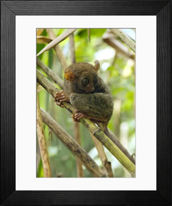 Framed Print : Philippine Tarsier rests during a day in bamboo undergrowth of a dense secondary tropical rainforest near PTFI (Philippine Tarsier Foundation Incorporated) Tarsier Research and Development Centre in Corella, Bohol, Philippines; typical Framed Print : Philippine Tarsier rests during a day in bamboo undergrowth of a dense secondary tropical rainforest near PTFI (Philippine Tarsier Foundation Incorporated) Tarsier Research and Development Centre in Corella, Bohol, Philippines; typical