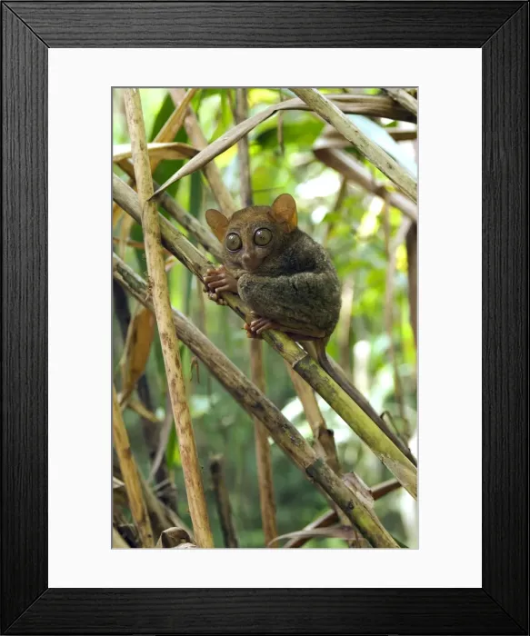 Framed Print : Philippine Tarsier rests during a day in bamboo undergrowth of a dense secondary tropical rainforest near PTFI (Philippine Tarsier Foundation Incorporated) Tarsier Research and Development Centre in Corella, Bohol, Philippines; typical Framed Print : Philippine Tarsier rests during a day in bamboo undergrowth of a dense secondary tropical rainforest near PTFI (Philippine Tarsier Foundation Incorporated) Tarsier Research and Development Centre in Corella, Bohol, Philippines; typical