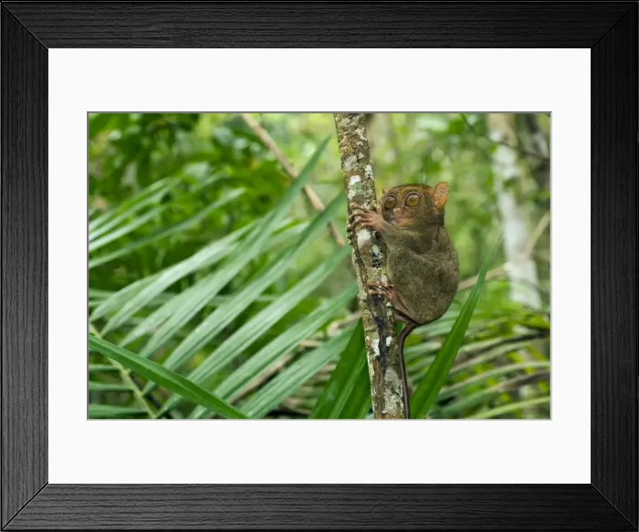 Framed Print : Philippine Tarsier, adult, hides during day on his perching site in a dense secondary tropical rainforest near PTFI (Philippine Tarsier Foundation Incorporated) Tarsier Research and Development Centre in Corella, Bohol Framed Print : Philippine Tarsier, adult, hides during day on his perching site in a dense secondary tropical rainforest near PTFI (Philippine Tarsier Foundation Incorporated) Tarsier Research and Development Centre in Corella, Bohol