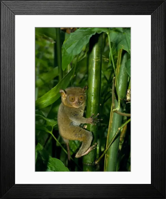 Framed Print : Philippine Tarsier, adult, moves swiftly in dense secondary tropical rainforest (bamboo undergrowth) in early morning, Bohol, Philippines. February Ph41. 0497 Framed Print : Philippine Tarsier, adult, moves swiftly in dense secondary tropical rainforest (bamboo undergrowth) in early morning, Bohol, Philippines. February Ph41. 0497