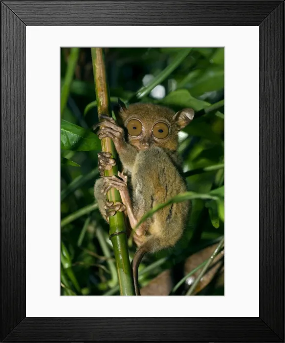 Framed Print : Philippine Tarsier, adult, typically hides in dense secondary tropical rainforest (bamboo undergrowth), Bohol, Philippines. February Ph41. 0507 Framed Print : Philippine Tarsier, adult, typically hides in dense secondary tropical rainforest (bamboo undergrowth), Bohol, Philippines. February Ph41. 0507