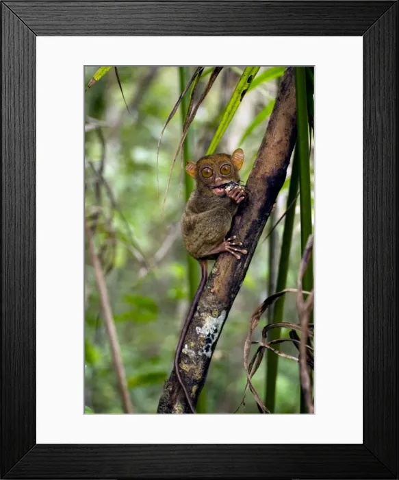 Framed Print : Philippine Tarsier, adult, eats a large horned beetle, one of its favourite prey's, in dense secondary tropical rainforest near PTFI (Philippine Tarsier Foundation Incorporated) Tarsier Research and Development Centre in Corella, Bohol Framed Print : Philippine Tarsier, adult, eats a large horned beetle, one of its favourite prey's, in dense secondary tropical rainforest near PTFI (Philippine Tarsier Foundation Incorporated) Tarsier Research and Development Centre in Corella, Bohol