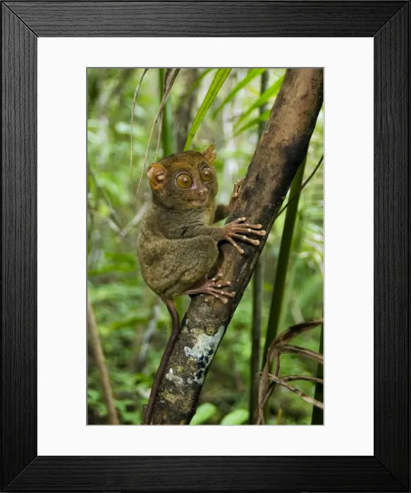 Framed Print : Philippine Tarsier, adult, typically observes surroundings from a perching site during day's rest, dense secondary tropical rainforest near PTFI (Philippine Tarsier Foundation Incorporated) Framed Print : Philippine Tarsier, adult, typically observes surroundings from a perching site during day's rest, dense secondary tropical rainforest near PTFI (Philippine Tarsier Foundation Incorporated)