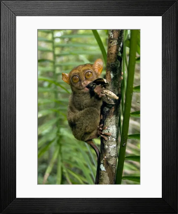 Framed Print : Philippine Tarsier, adult, face covered in hair of a large moth it is eating, (the moth's abdomen is in the hand) in a dense secondary tropical rainforest near PTFI (Philippine Tarsier Foundation Incorporated) Framed Print : Philippine Tarsier, adult, face covered in hair of a large moth it is eating, (the moth's abdomen is in the hand) in a dense secondary tropical rainforest near PTFI (Philippine Tarsier Foundation Incorporated)