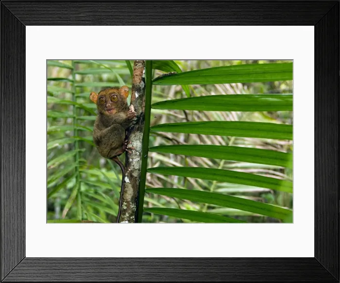 Framed Print : Philippine Tarsier, adult, face covered in hair of a large moth it is eating, looks around cautiously (the moth's abdomen is in the hand) in a dense secondary tropical rainforest near PTFI (Philippine Tarsier Foundation Incorporated) Framed Print : Philippine Tarsier, adult, face covered in hair of a large moth it is eating, looks around cautiously (the moth's abdomen is in the hand) in a dense secondary tropical rainforest near PTFI (Philippine Tarsier Foundation Incorporated)