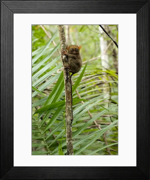 Framed Print : Philippine Tarsier, adult, hides during day on his perching site (roughly the same place where it returns everyday after major night feeding) in a dense secondary tropical rainforest near PTFI (Philippine Tarsier Foundation Incorporated) Framed Print : Philippine Tarsier, adult, hides during day on his perching site (roughly the same place where it returns everyday after major night feeding) in a dense secondary tropical rainforest near PTFI (Philippine Tarsier Foundation Incorporated)