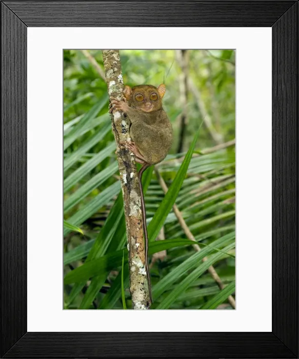 Framed Print : Philippine Tarsier, adult, rests during day on his perching site in a dense secondary tropical rainforest near PTFI (Philippine Tarsier Foundation Incorporated) Tarsier Research and Development Centre in Corella, Bohol Framed Print : Philippine Tarsier, adult, rests during day on his perching site in a dense secondary tropical rainforest near PTFI (Philippine Tarsier Foundation Incorporated) Tarsier Research and Development Centre in Corella, Bohol