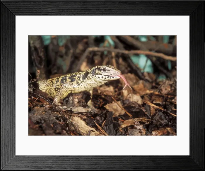 Framed Print : Common Tegu Lizard In zoo, Ekaterinburg, Russia Framed Print : Common Tegu Lizard In zoo, Ekaterinburg, Russia
