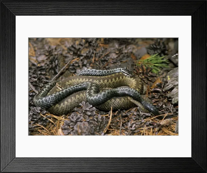 Framed Print : Common adders, adults; pre-copulation breeding behaviour; river Ugutka bank, a tributary of river Bolshoi Ugan, near Ugut settlement; Uganskii Nat. reserve, Siberia, Russia; spring (June) Framed Print : Common adders, adults; pre-copulation breeding behaviour; river Ugutka bank, a tributary of river Bolshoi Ugan, near Ugut settlement; Uganskii Nat. reserve, Siberia, Russia; spring (June)