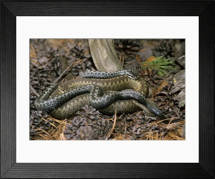 Framed Print : Common Adders, adults; pre-copulation breeding behaviour; rabbish-heap on river Ugutka bank, a tributary of river Bolshoi Ugan, near Ugut settlement; Uganskii Nat. reserve, Siberia, Russia; spring (June) Framed Print : Common Adders, adults; pre-copulation breeding behaviour; rabbish-heap on river Ugutka bank, a tributary of river Bolshoi Ugan, near Ugut settlement; Uganskii Nat. reserve, Siberia, Russia; spring (June)