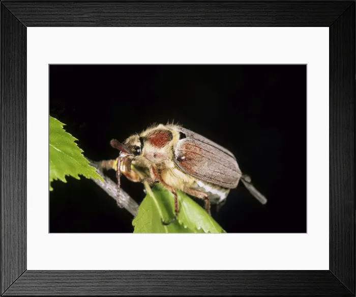 Framed Print : Field Maybeetle, rests on a birch-branch during breeding mass flight in dusk; river Ugutka bank, a tributary of river Bolshoi Ugan, near Ugut settlement; Uganskii Nat. reserve, Siberia, Russia; spring (June) Framed Print : Field Maybeetle, rests on a birch-branch during breeding mass flight in dusk; river Ugutka bank, a tributary of river Bolshoi Ugan, near Ugut settlement; Uganskii Nat. reserve, Siberia, Russia; spring (June)