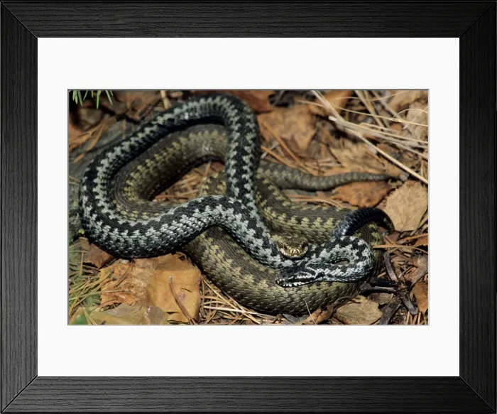 Framed Print : Common Adders - adults; pre-copulation breeding behaviour; river Ugutka bank, a tributary of river Bolshoi Ugan, near Ugut settlement; Uganskii Nat. reserve, Siberia, Russia; spring (June) Framed Print : Common Adders - adults; pre-copulation breeding behaviour; river Ugutka bank, a tributary of river Bolshoi Ugan, near Ugut settlement; Uganskii Nat. reserve, Siberia, Russia; spring (June)