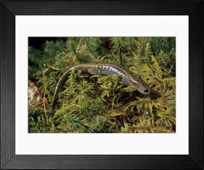Framed Print : Siberian Salamander - adult; rare but typical in mossy habitats of taiga-forest floor near river Negustyah, a tributary of river Bolshoi Ugan, near Ugut settlement; Uganskii Nat. reserve, Siberia, Russia; spring Framed Print : Siberian Salamander - adult; rare but typical in mossy habitats of taiga-forest floor near river Negustyah, a tributary of river Bolshoi Ugan, near Ugut settlement; Uganskii Nat. reserve, Siberia, Russia; spring