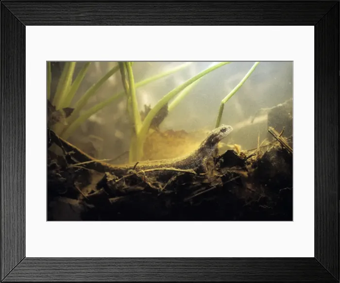 Framed Print : Siberian Salamander - Adult; rare but typical in mossy habitats and puddles of taiga-forest floor near river Negustyah, a tributary of river Bolshoi Ugan, near Ugut settlement; Uganskii Nat. reserve, Siberia, Russia; spring