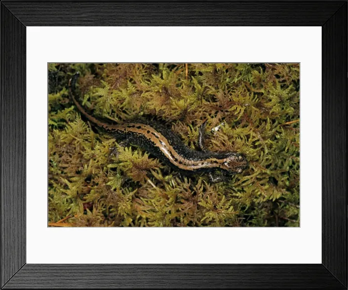 Framed Print : Siberian Salamander - Adult; rare but typical in mossy habitats and puddles of taiga-forest floor near river Negustyah, a tributary of river Bolshoi Ugan, near Ugut settlement; Uganskii Nat. reserve, Siberia, Russia; spring Framed Print : Siberian Salamander - Adult; rare but typical in mossy habitats and puddles of taiga-forest floor near river Negustyah, a tributary of river Bolshoi Ugan, near Ugut settlement; Uganskii Nat. reserve, Siberia, Russia; spring